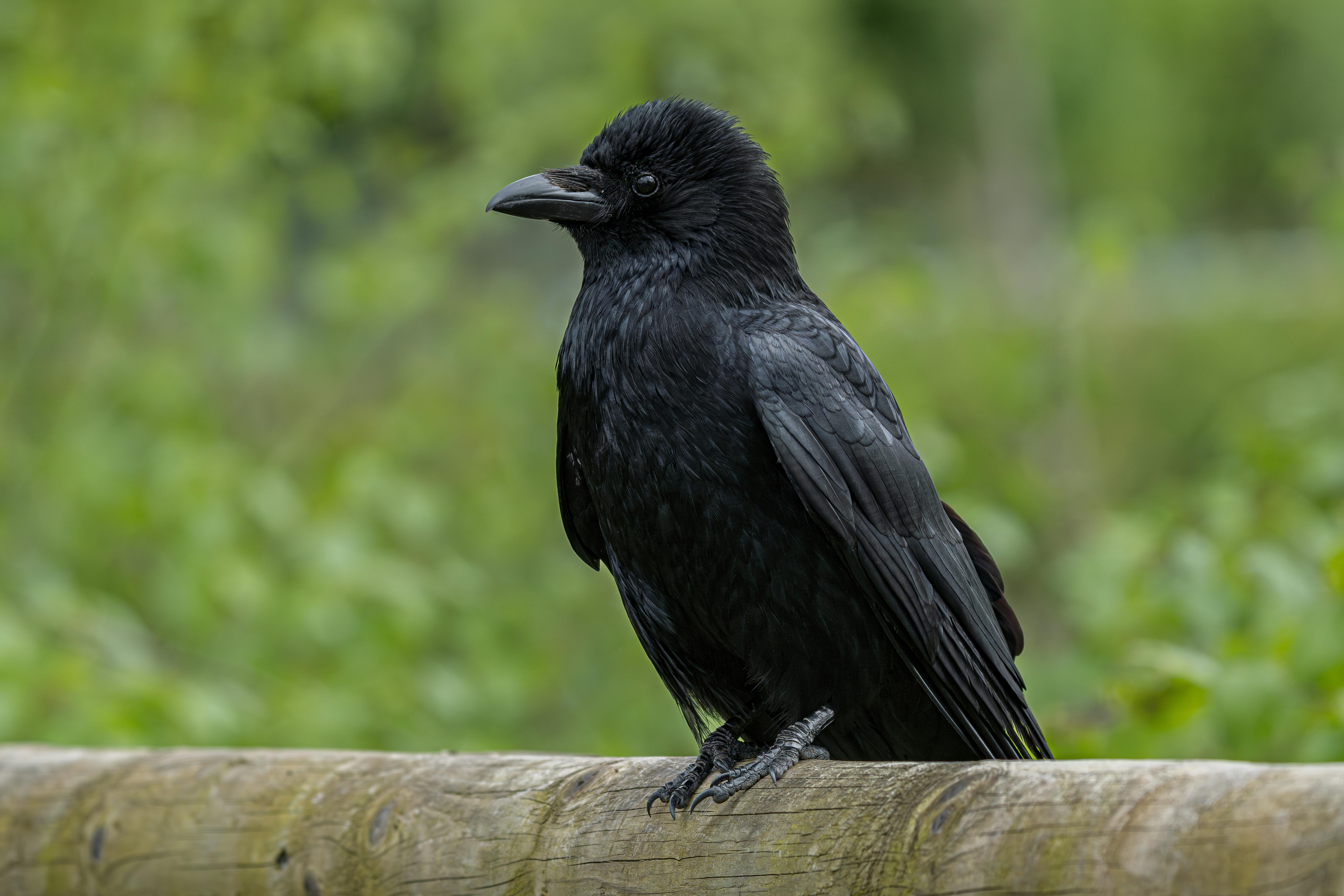 Black Carrion Crow Perched On Wooden Fence, Uk · Free Stock Photo