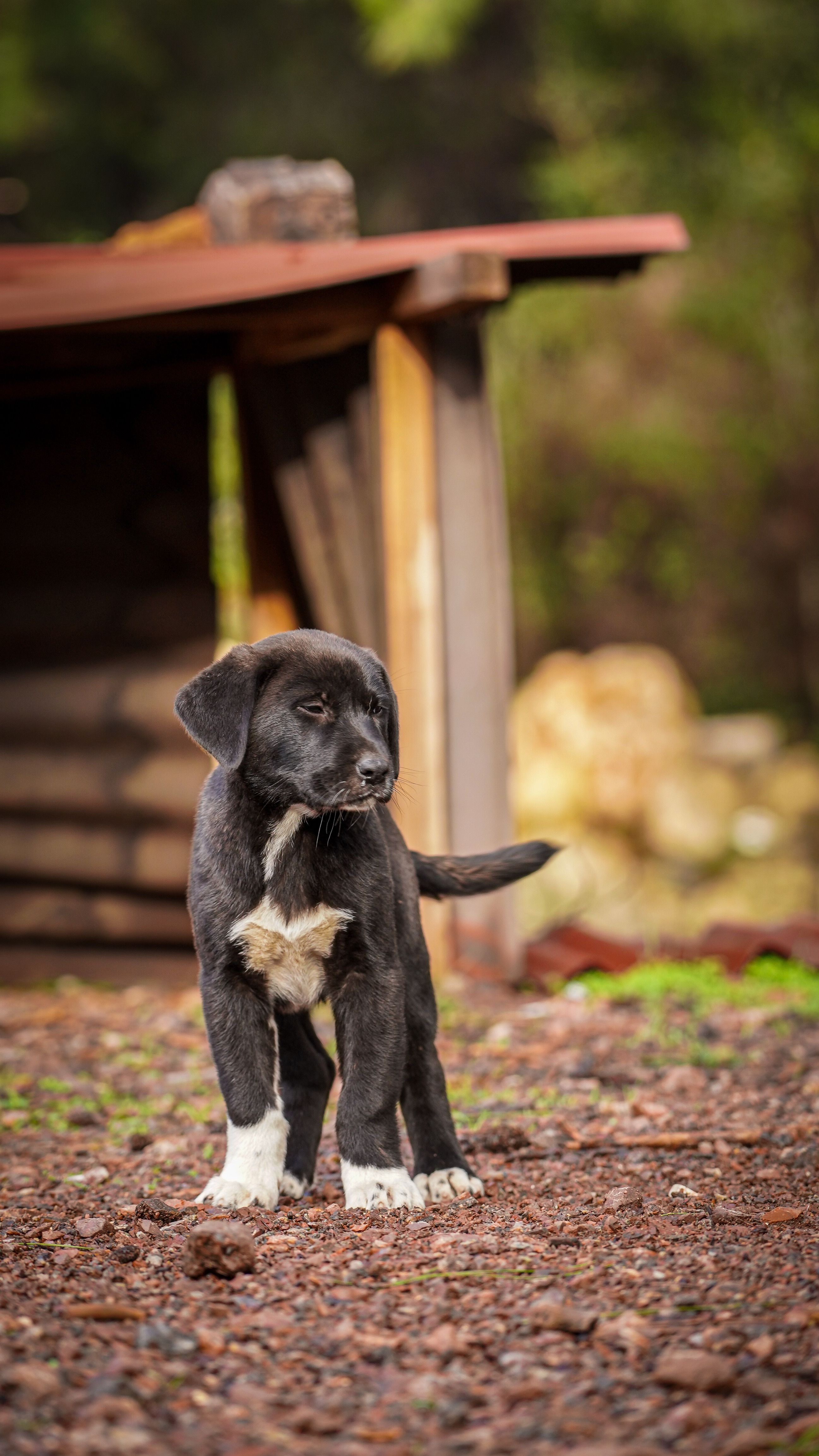 Cute puppy with black and white fur standing outside a rustic wooden structure.