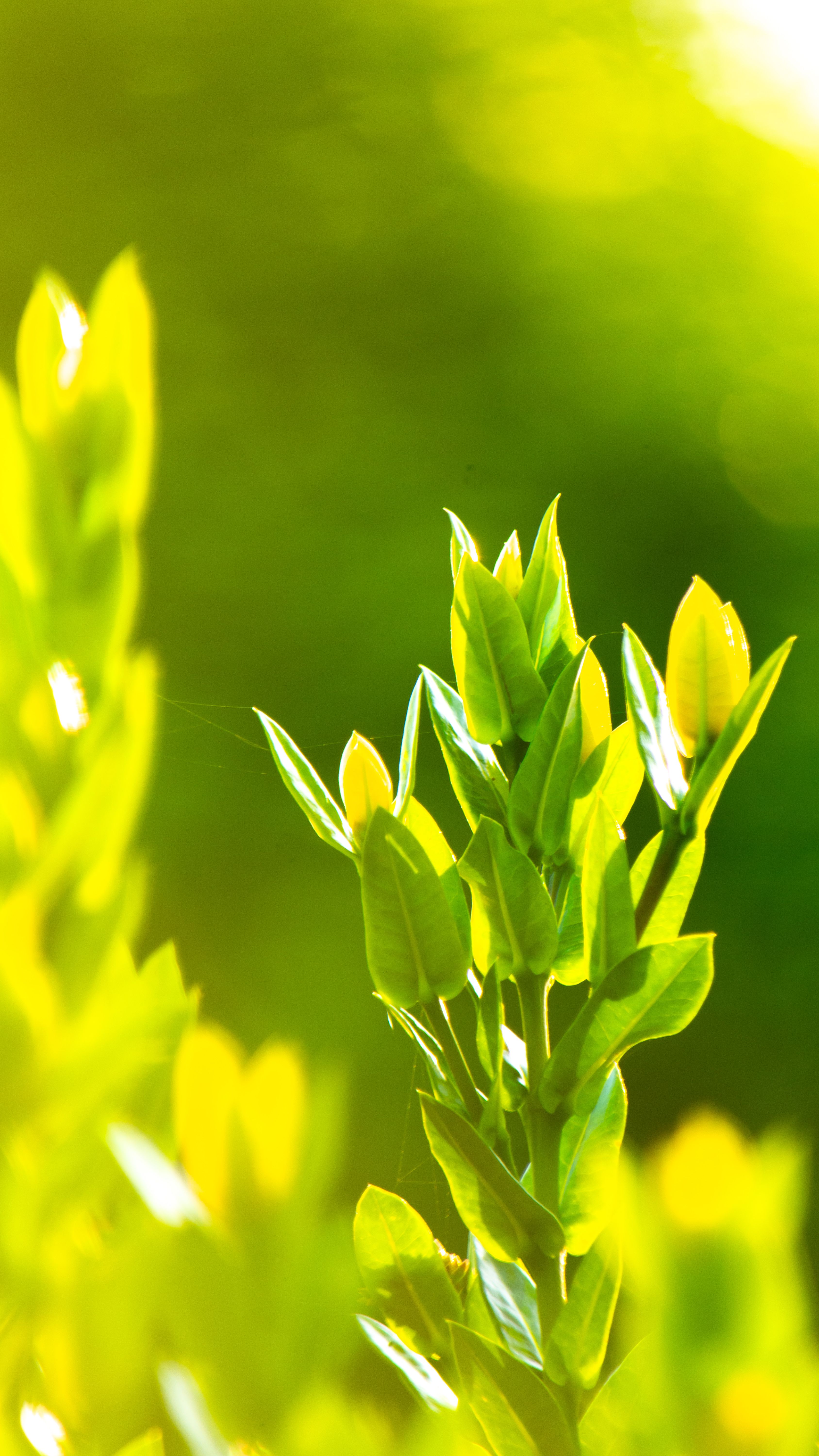 Close-up of vibrant green foliage with sunlight, capturing the essence of spring growth.