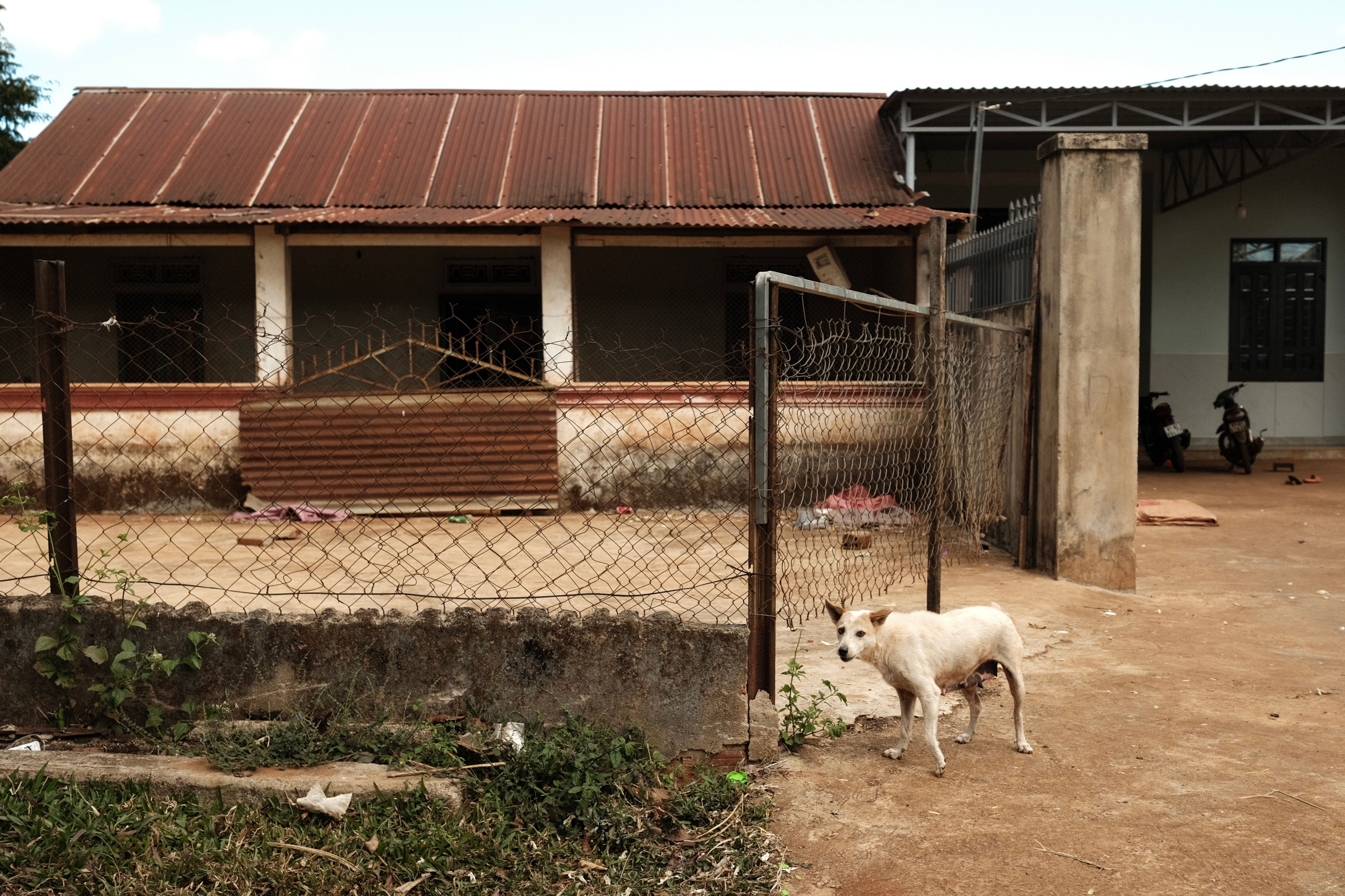A solitary dog stands in front of a rustic house with a metal roof in a rural setting.