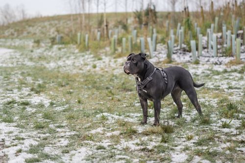 Free A black dog wearing a harness stands alert in a snowy field with young plants. Stock Photo