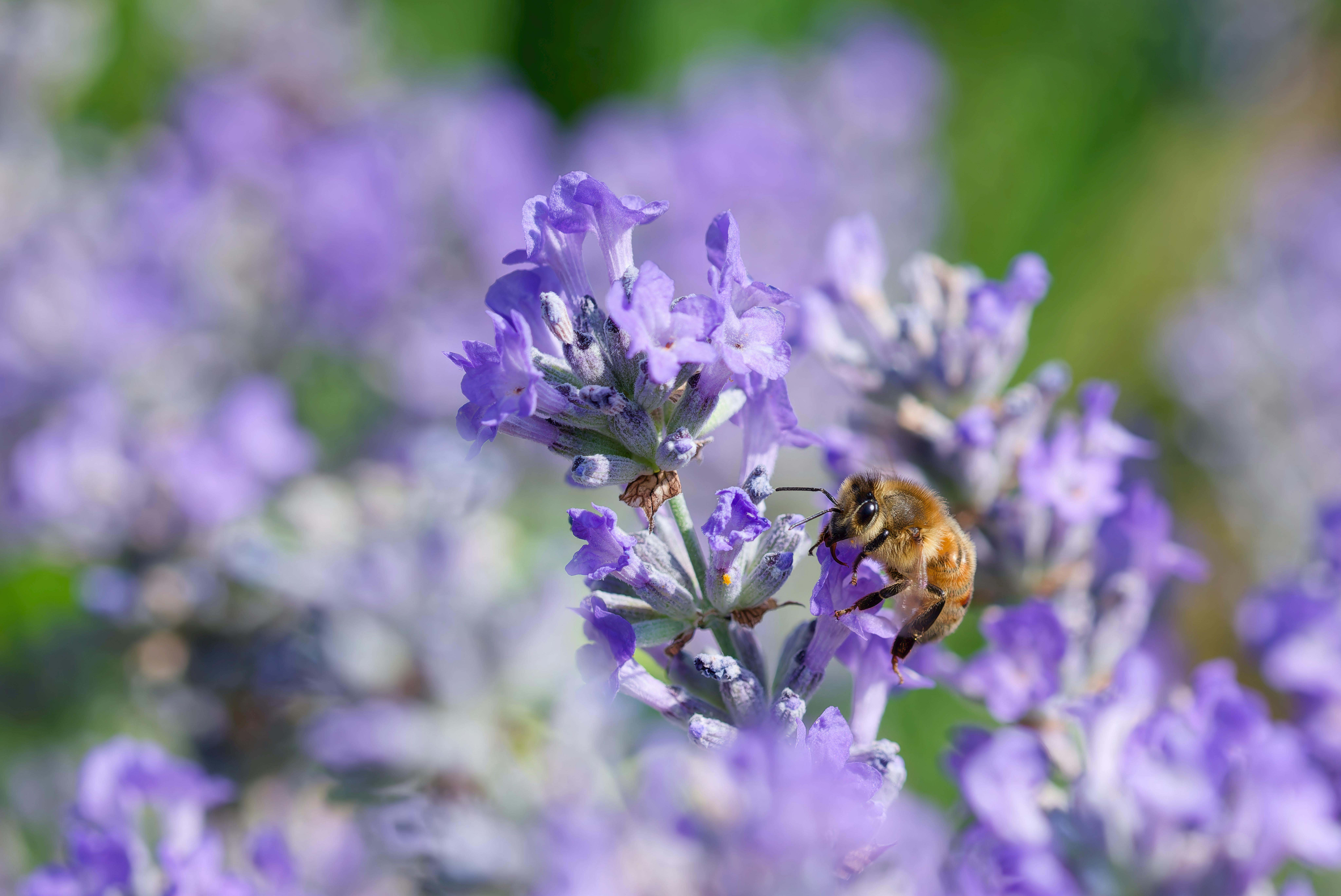 Honeybee collecting nectar from vibrant lavender flowers in full bloom.