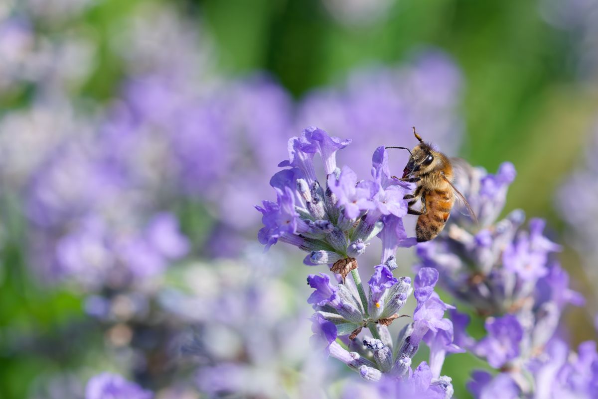 El Secreto del Jardín: ¿Por Qué las Abejas Son Tan Importantes?