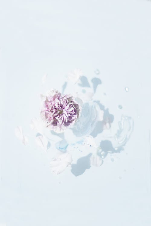 無料 ピンクの花の写真 写真素材
