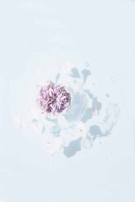 Soft lilac flower floating on a calm, minimalist background showcasing elegance and simplicity.