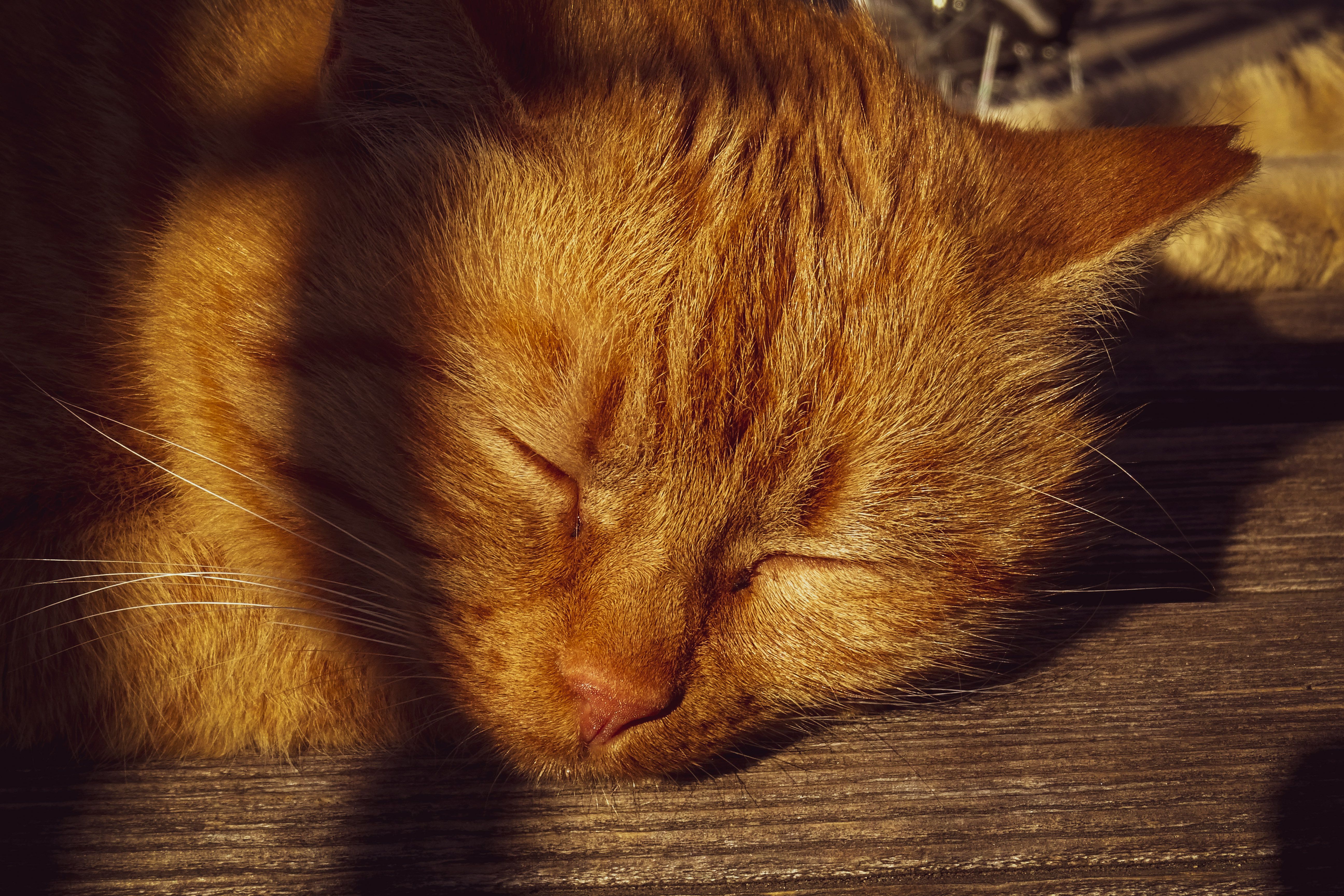 Cozy Ginger Cat Sleeping in Warm Sunlight · Free Stock Photo