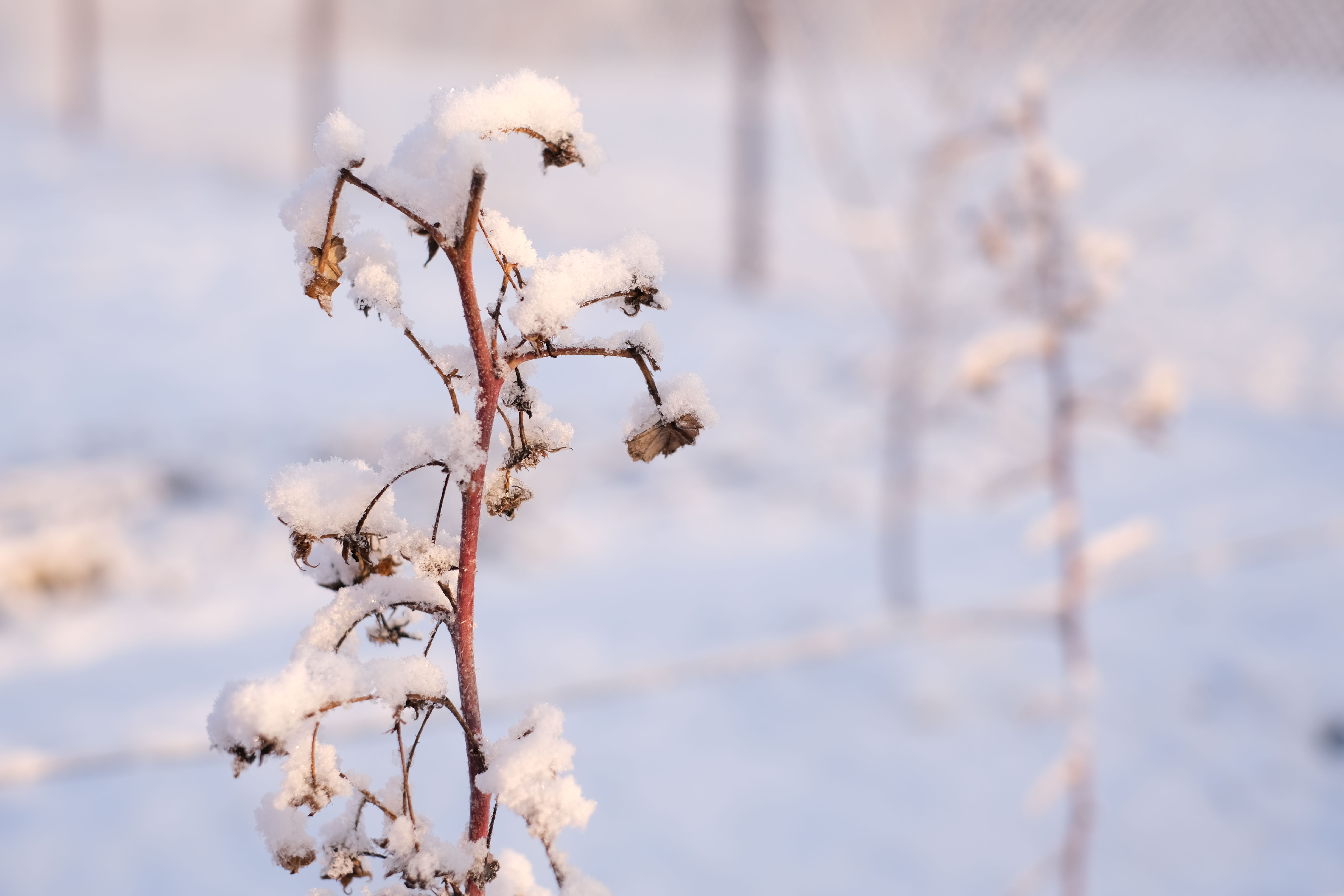 Photo by Kateryna  Dyachenko on pexels
