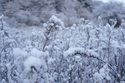 Peaceful winter scene with snow-laden plants in a serene field setting.