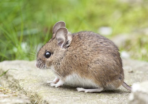 Kostnadsfri bild av apodemus sylvaticus, brun, däggdjur