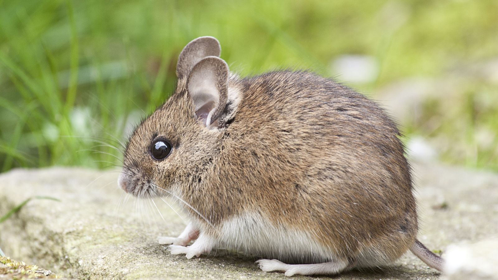 Rodent signs and tracks for identification