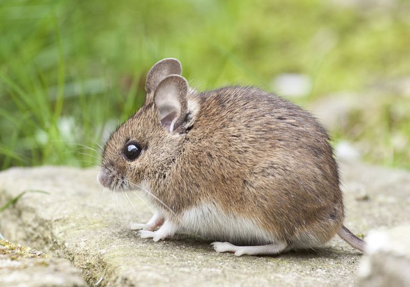 Rato pequeno