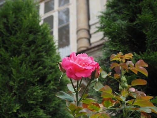 Free stock photo of rose, rose bloom Stock Photo