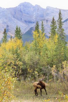 Elk in autumn forest with mountains in the background, showcasing natural wilderness.