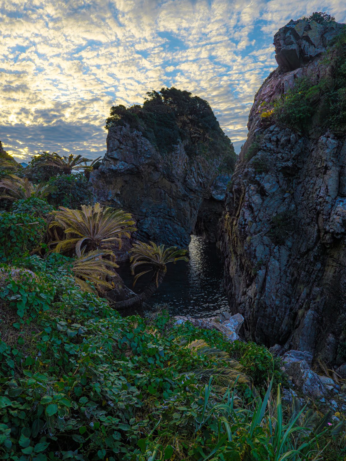 Sunrise over rocky subtropical coastline with lush vegetation and crashing ocean waves