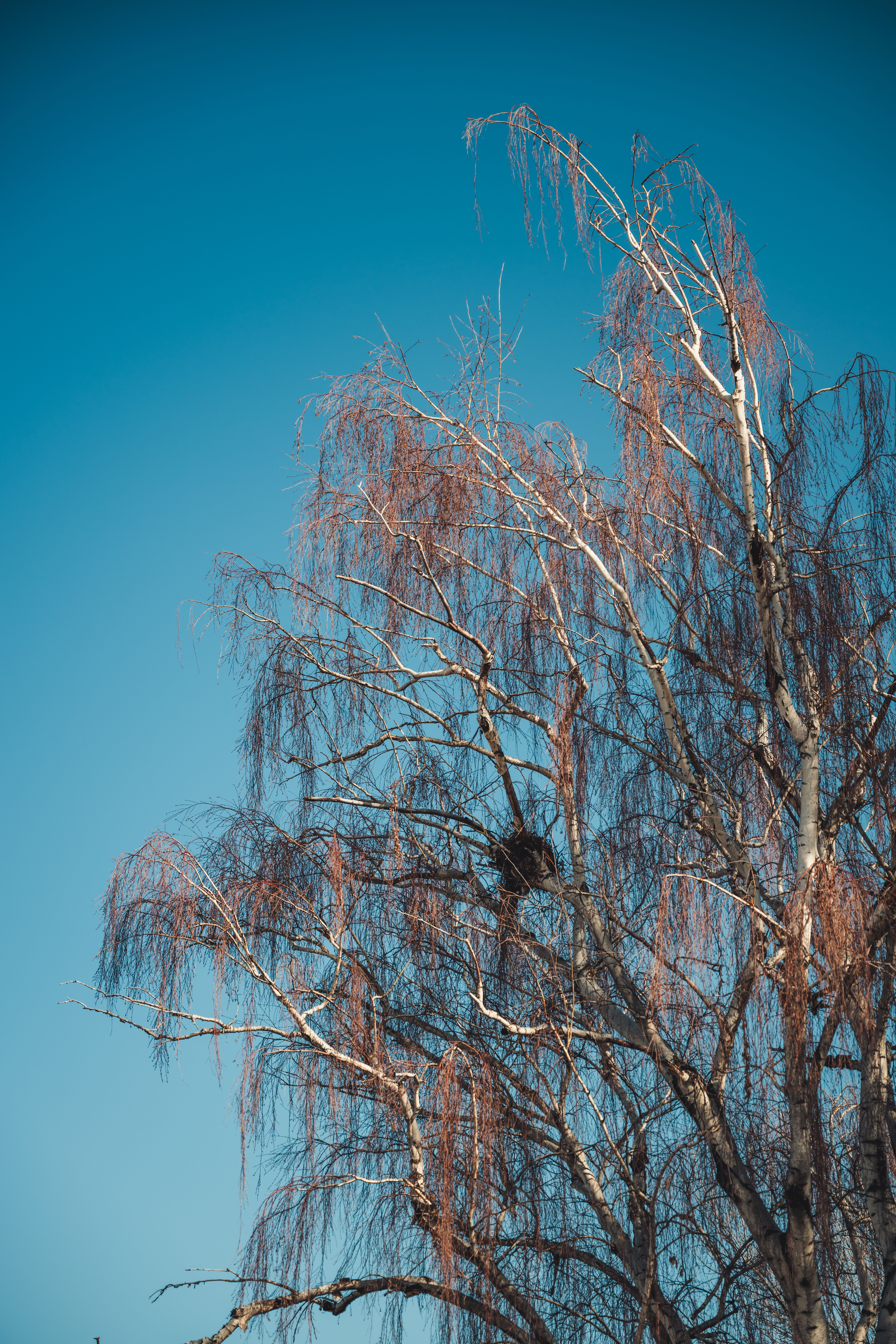 Bare Tree Against Clear Blue Sky in Boise · Free Stock Photo