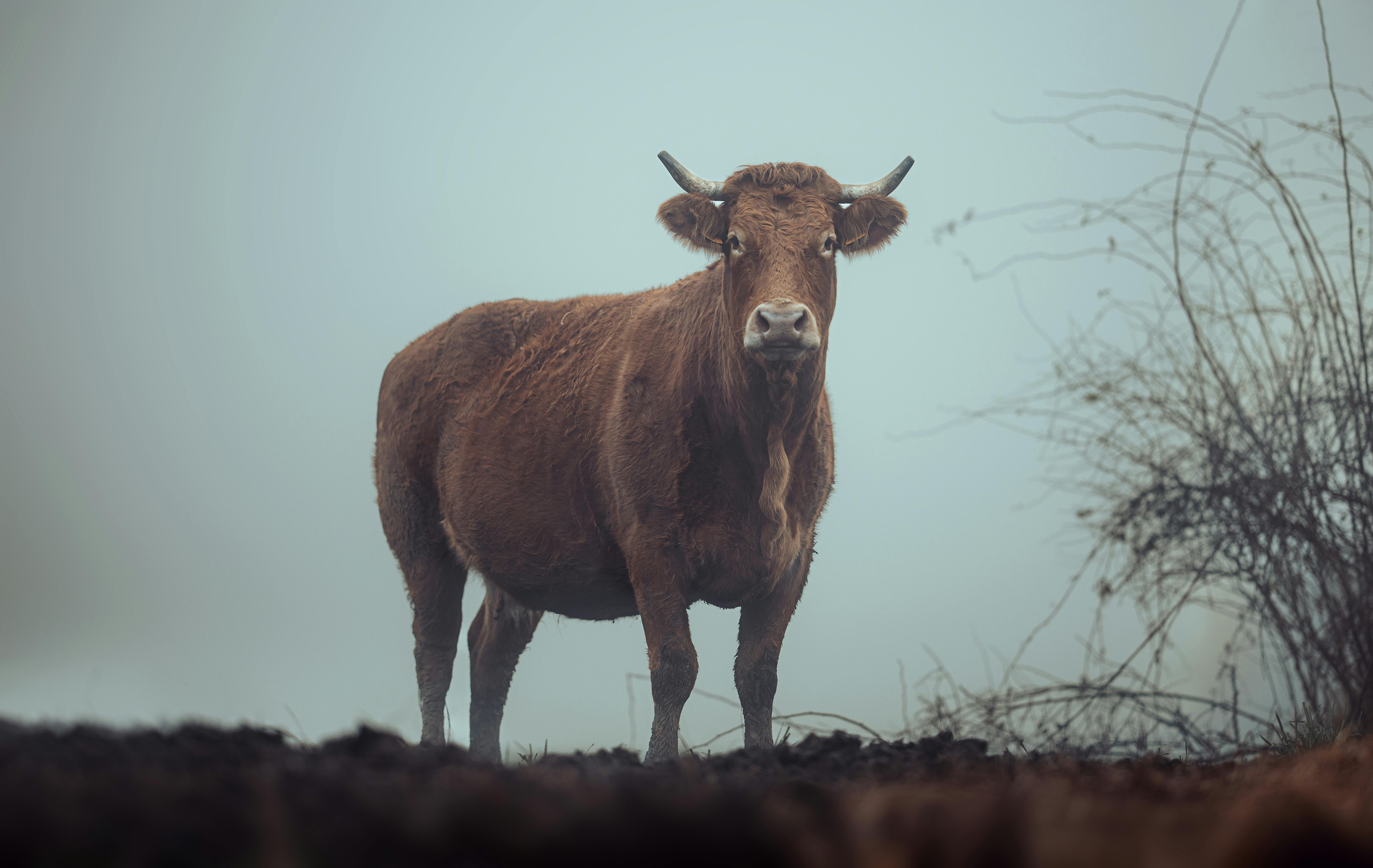 Gratuit Une vache brune solitaire se tient dans un décor extérieur brumeux, créant une scène rurale sereine. Photos