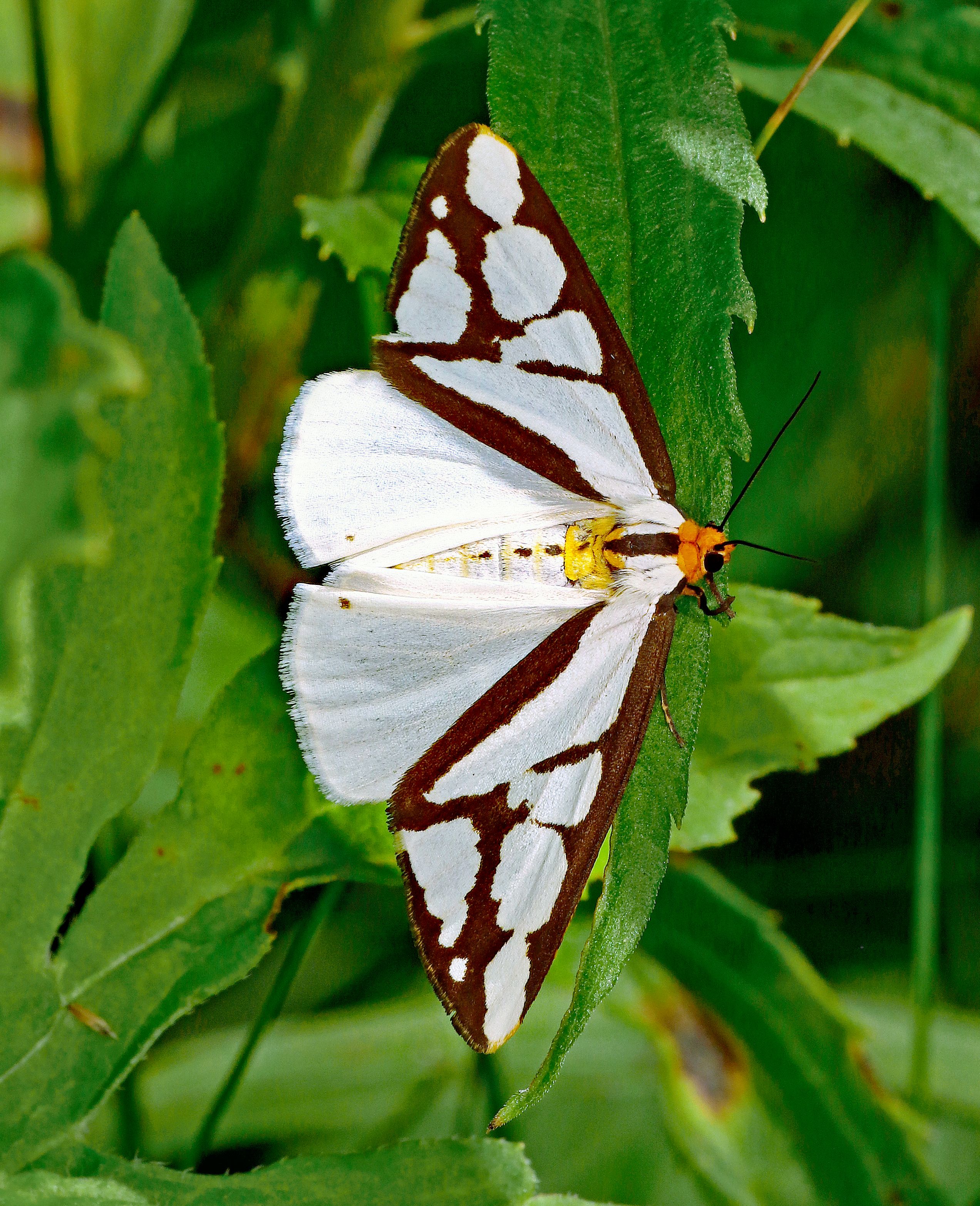 Close-up of a Haploa moth with striking patterns resting on lush green foliage in natural light.