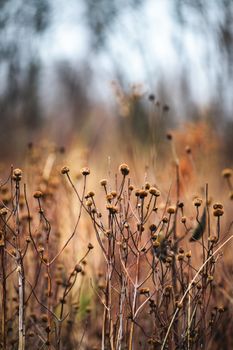 Withered autumn plants in a Chicago field with a shallow depth of field.. withered, autumn, plants