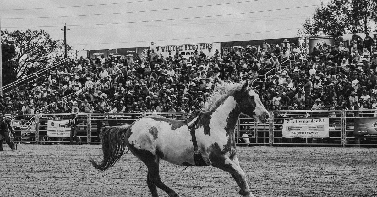 White Rodeo Black and White Rodeo Horse in Action · Free Stock Photo