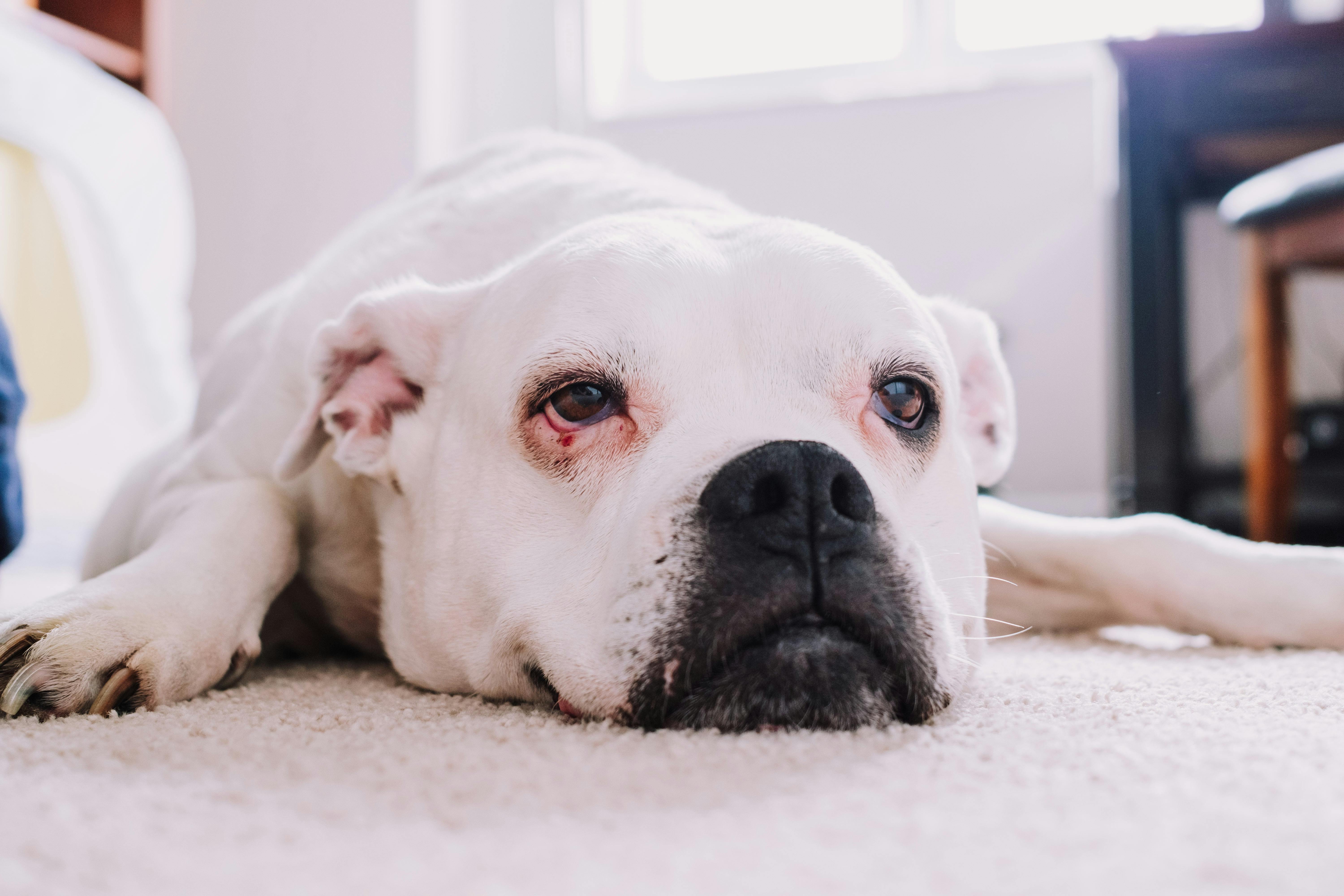 A white boxer dog is laying on the carpet with its eyes closed.