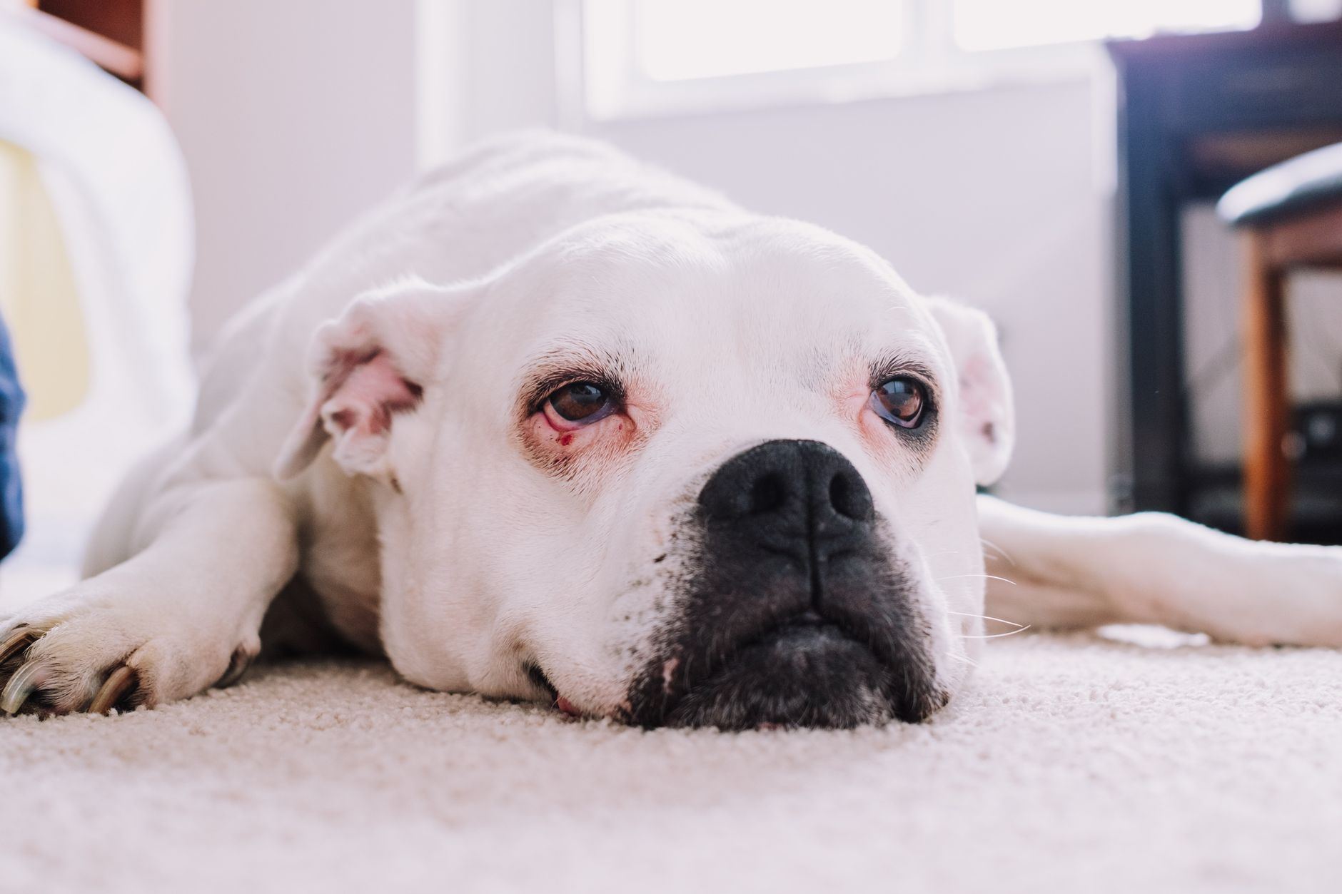 Healthcare and wellness consultation for a dog