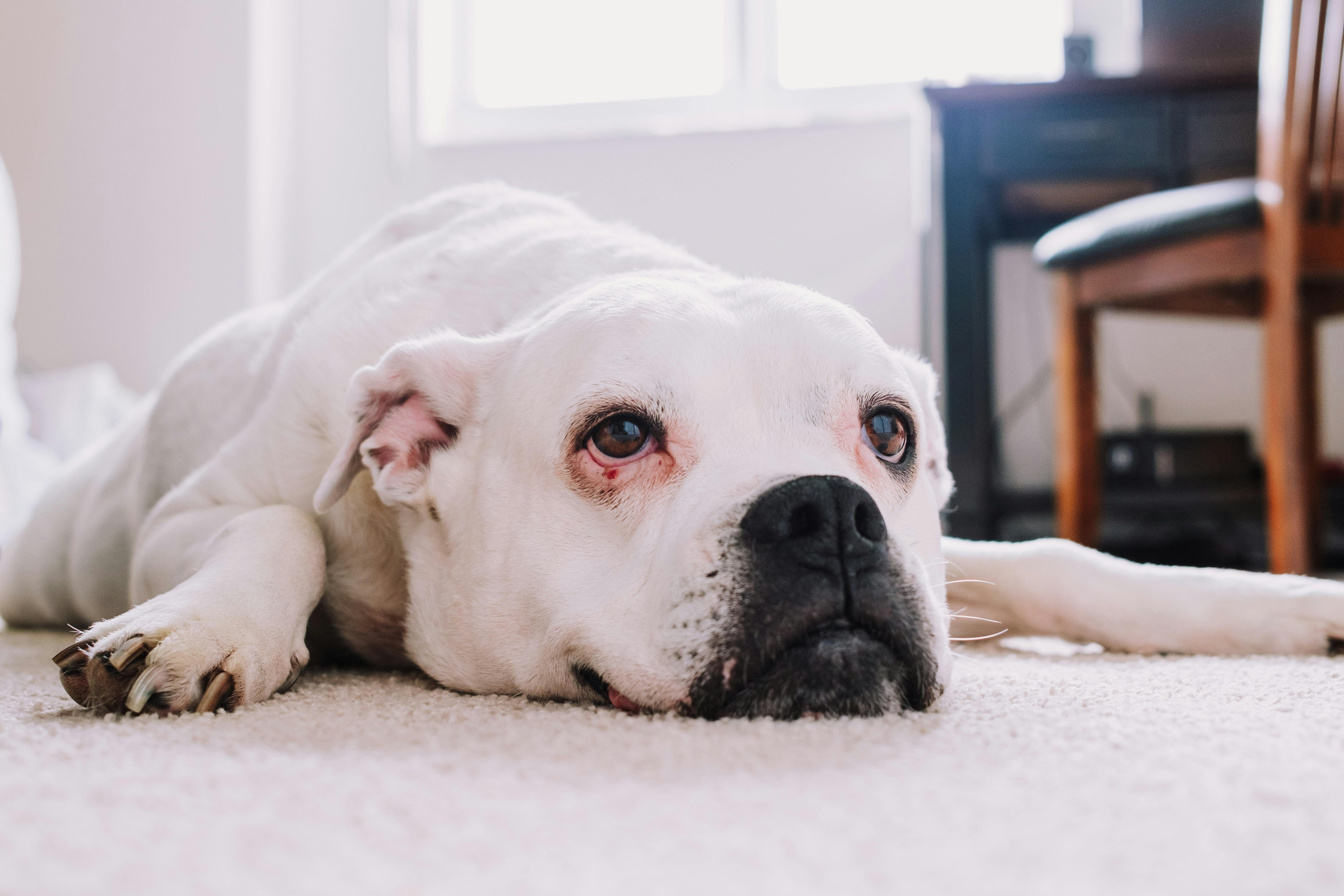American Bulldog vs Pitbull: Διαφορές που Δεν Ξέρουν Πολλοί