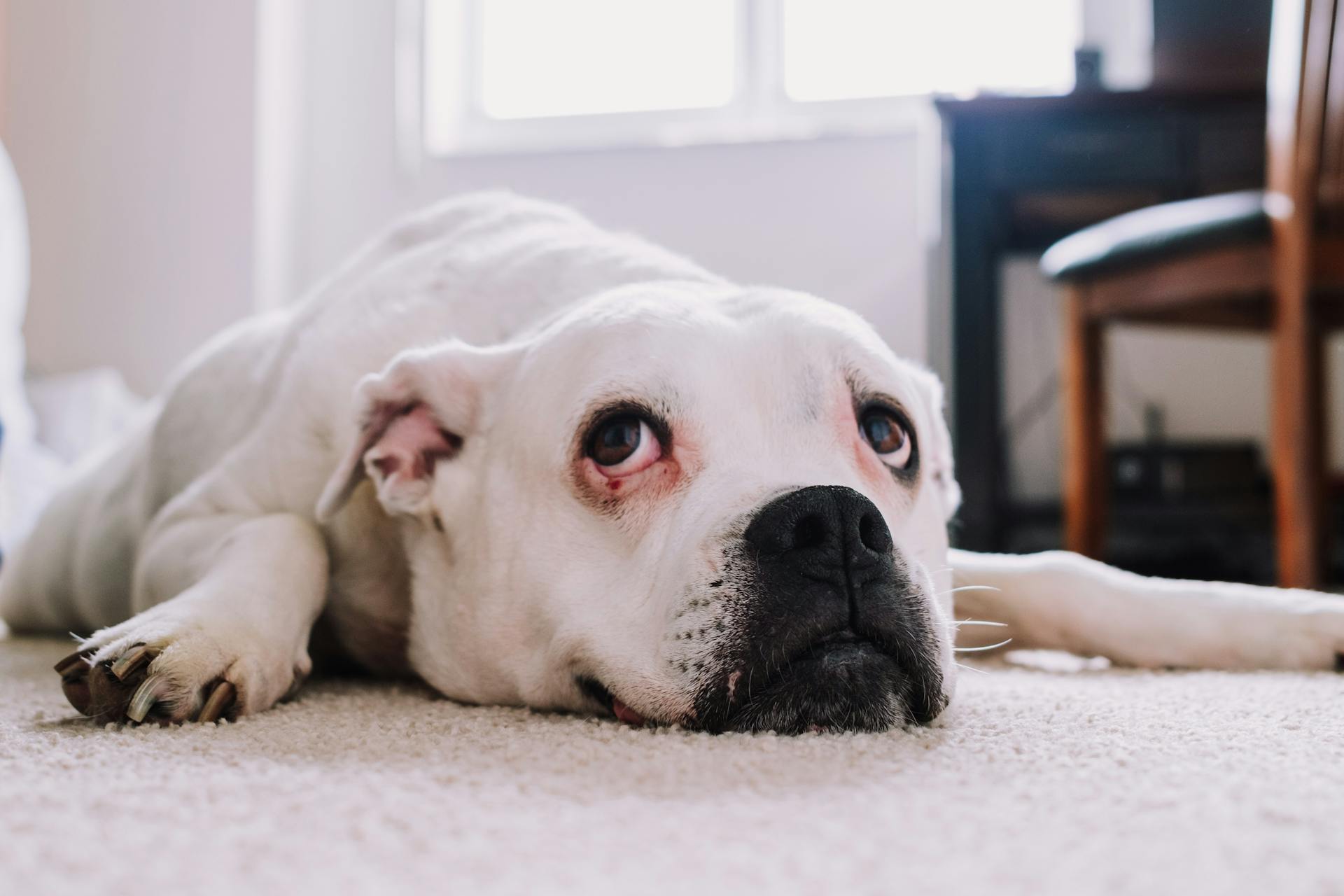 En vit pitbullhund som ligger på mattan i en mysig inomhusmiljö.