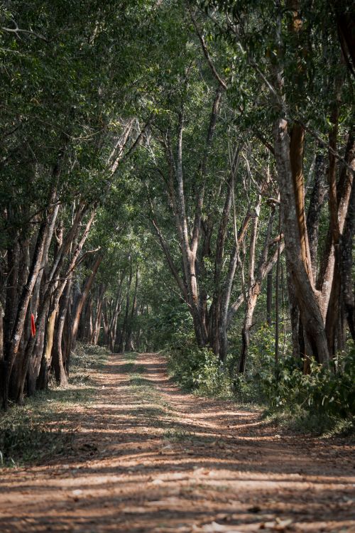 Serene Forest Pathway with Sunlit Trees · Free Stock Photo
