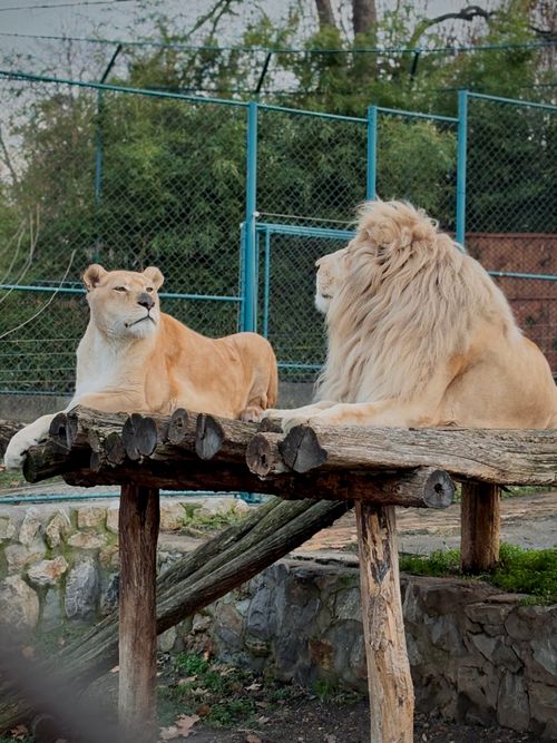 Free A majestic lion and lioness relaxing on a wooden platform in a zoo enclosure, showcasing harmony. Stock Photo