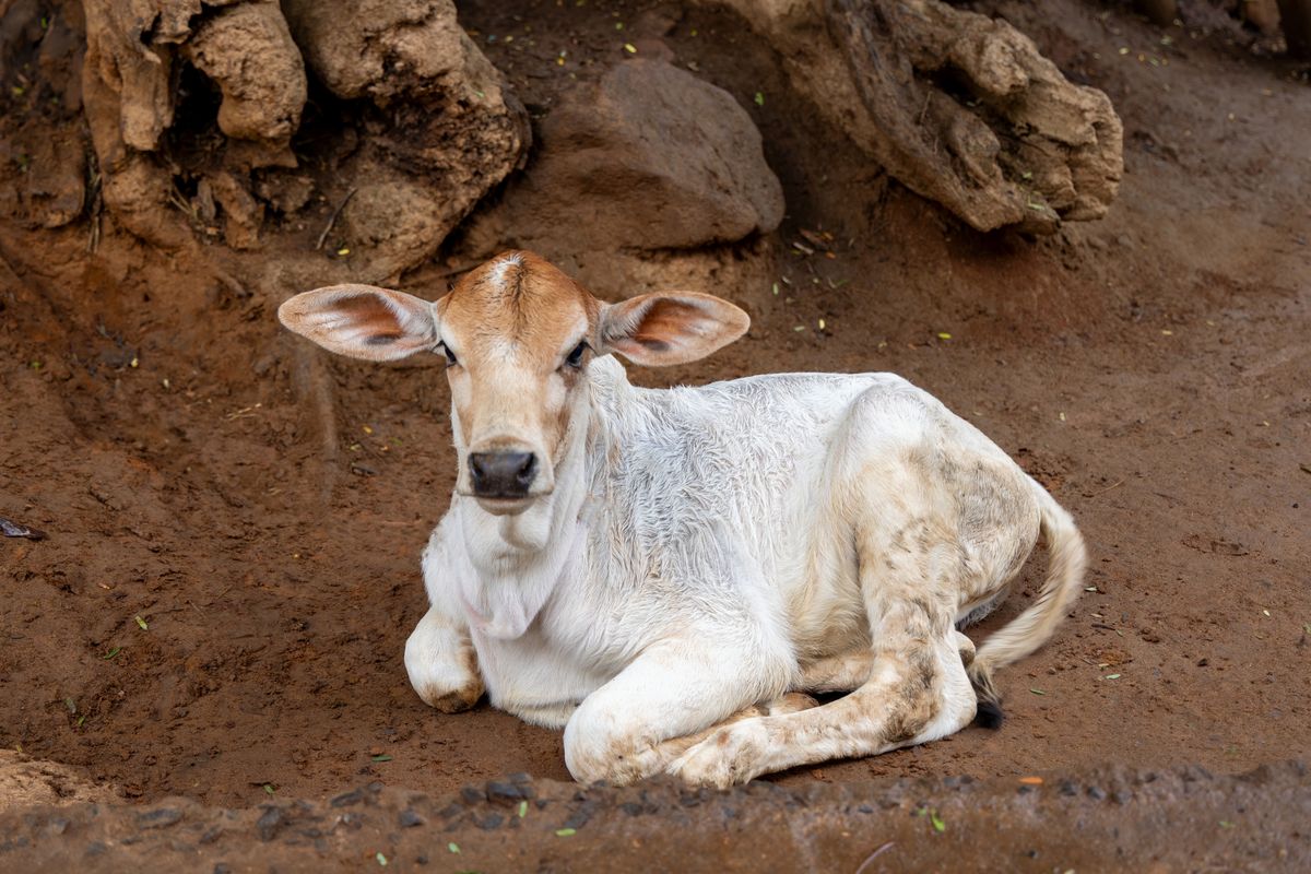 A calf resting peacefully at the goshala