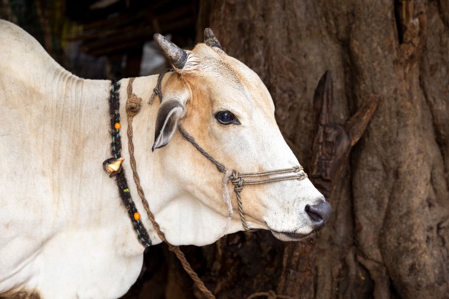 A sacred cow resting peacefully in a rural Indian village, cared for under Shree Gau Kalyan Foundation's gaushala network