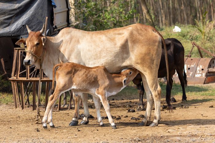 A mother cow and her calf resting together in a rural Indian gaushala setting