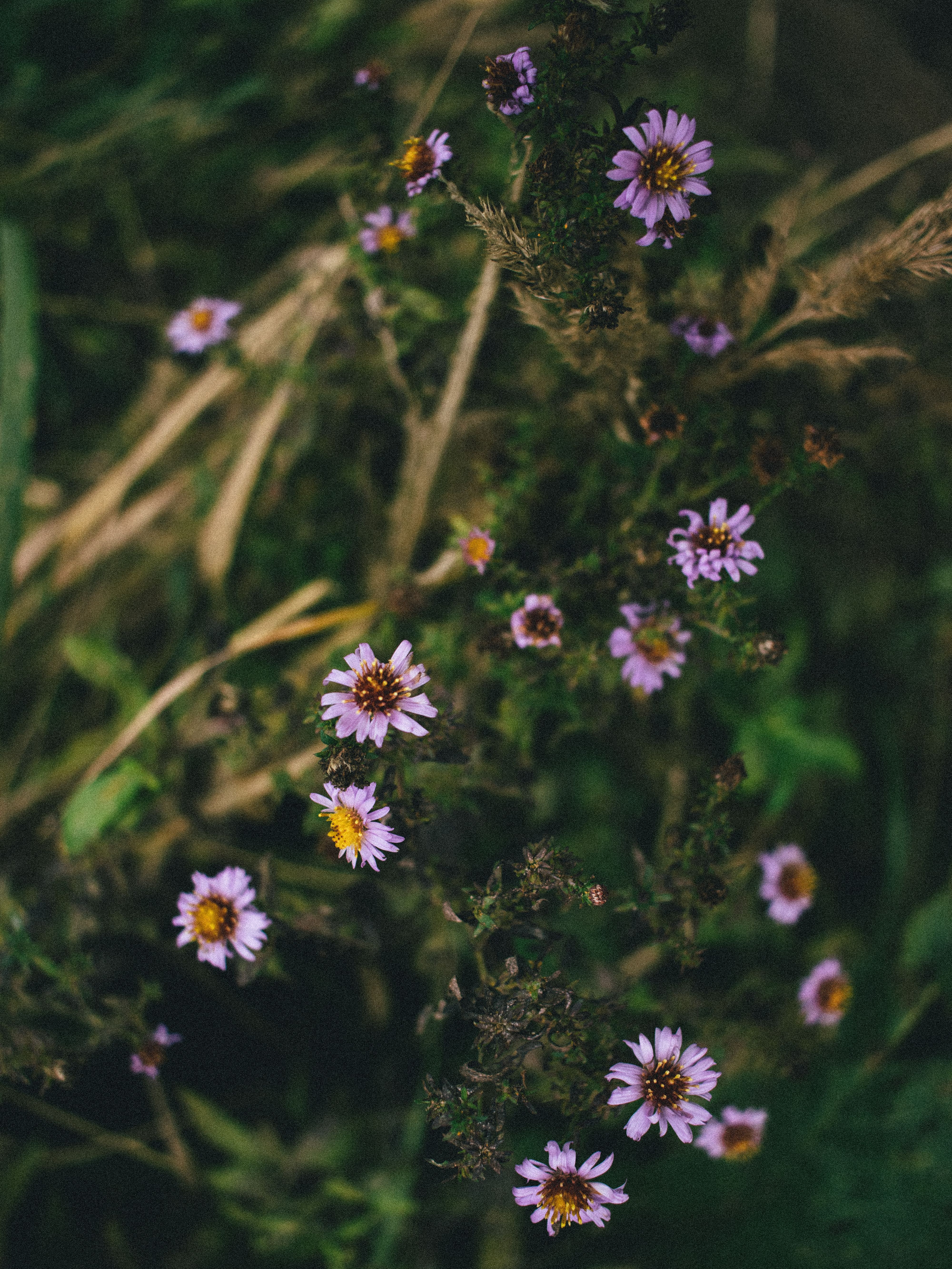 Close-up of vibrant purple wildflowers with green foliage, conveying a serene and earthy mood.