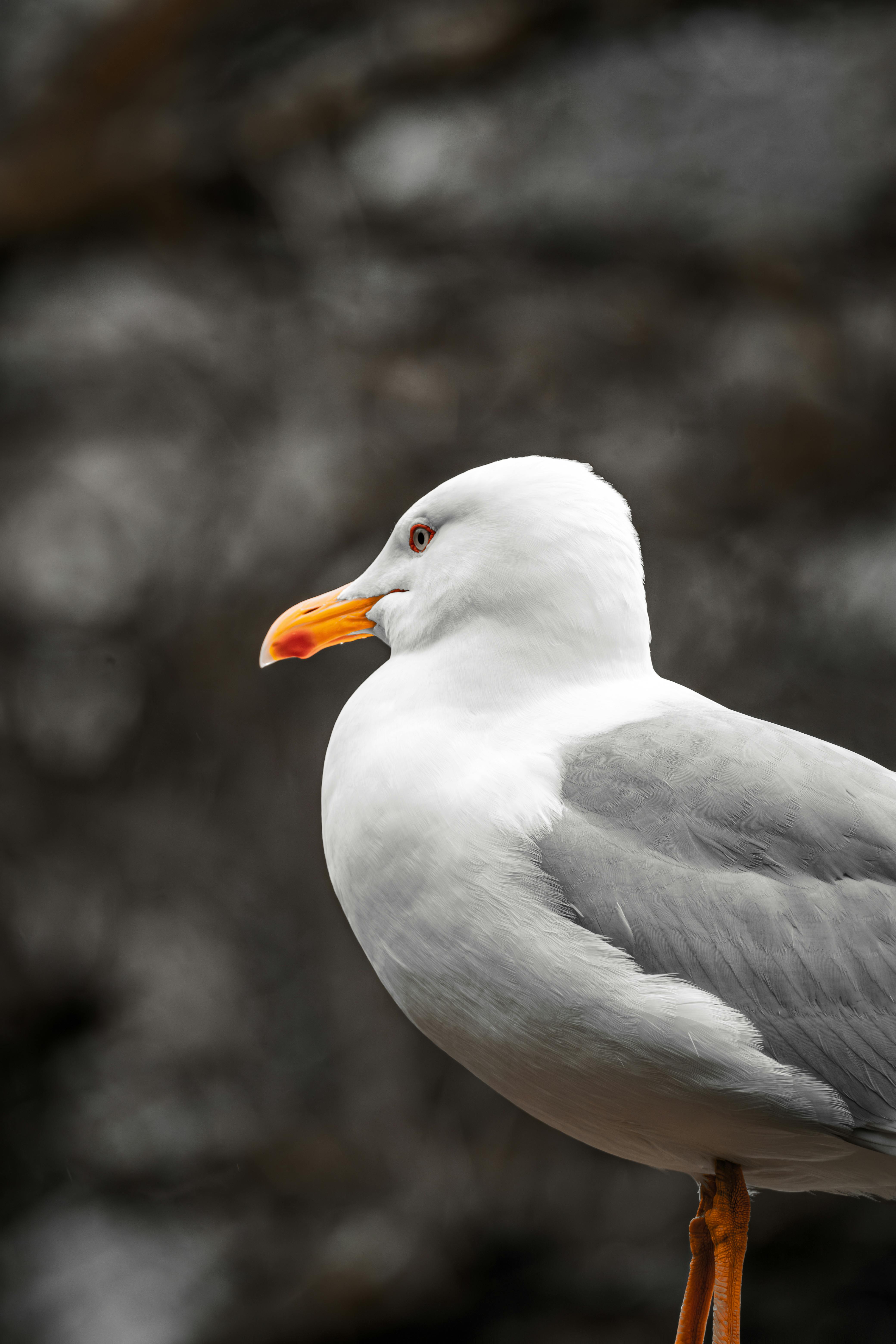 Detailed side profile of a seagull against a moody, blurred background in İstanbul.