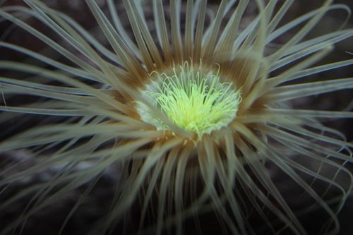 Free Dynamic close-up of a sea anemone's tentacles fanning out in an underwater setting. Stock Photo