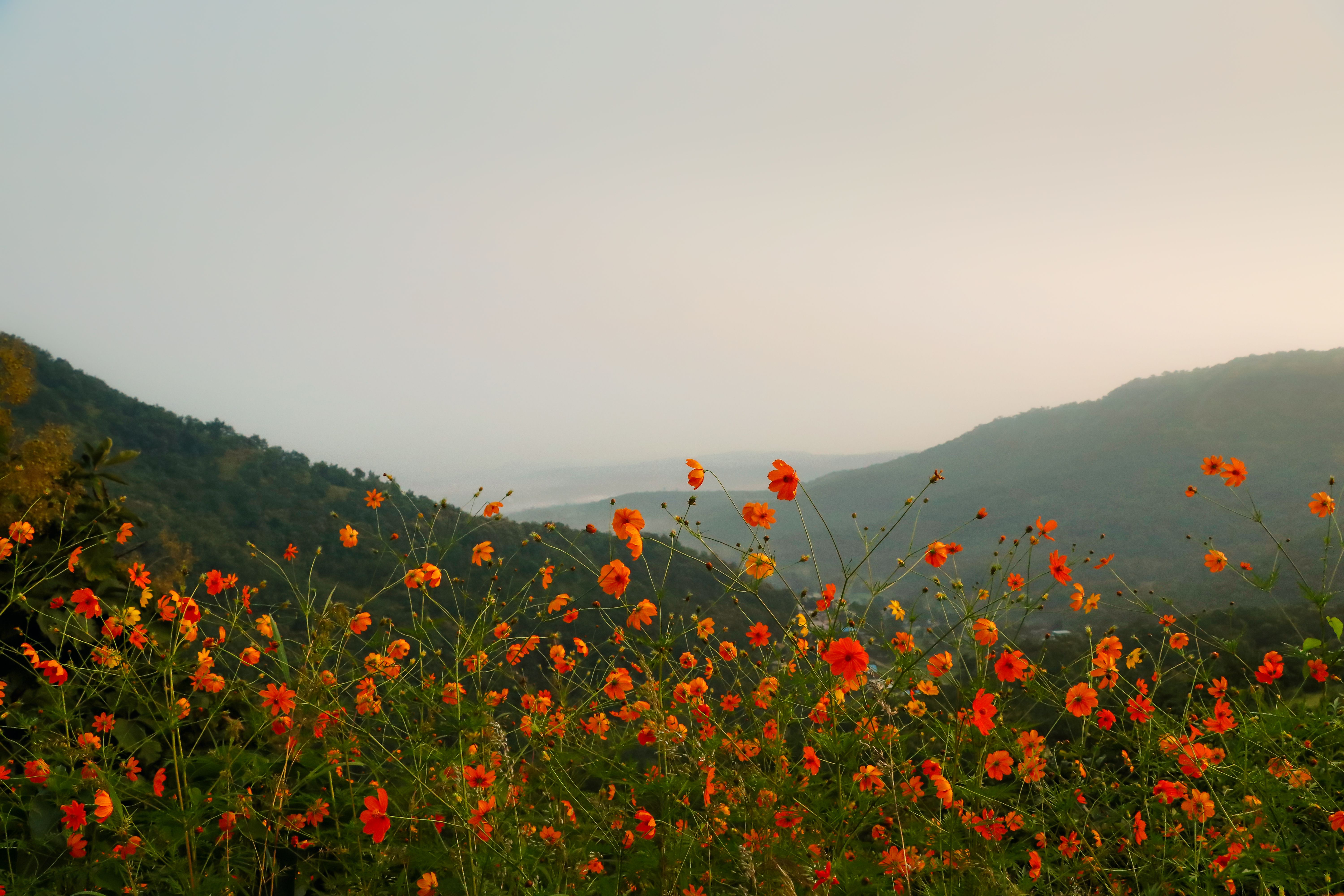 Wildflowers on a valley floor with a mountain ridge behind them in morning mist