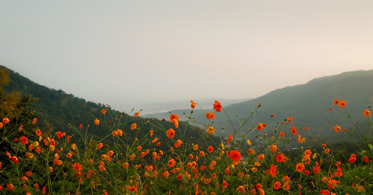 Wildflowers on a valley floor with a mountain ridge behind them in morning mist