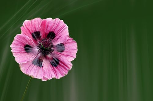 Pink cosmos flowers in the cutting garden