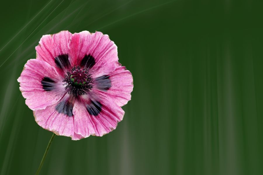 Delicate pink cosmos flowers