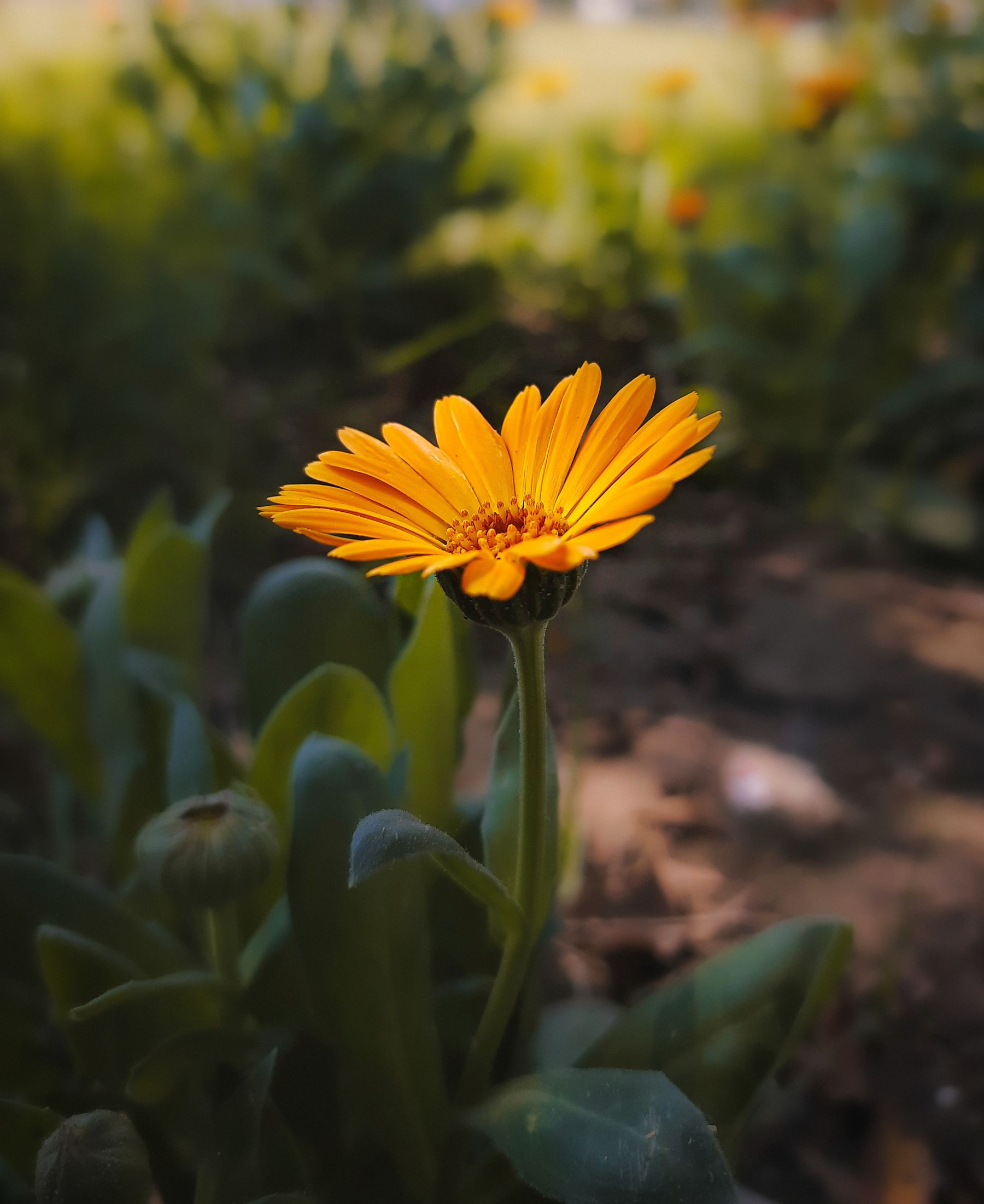 Yellow calendula flower blooming in a garden Yellow calendula flower blooming in a garden
