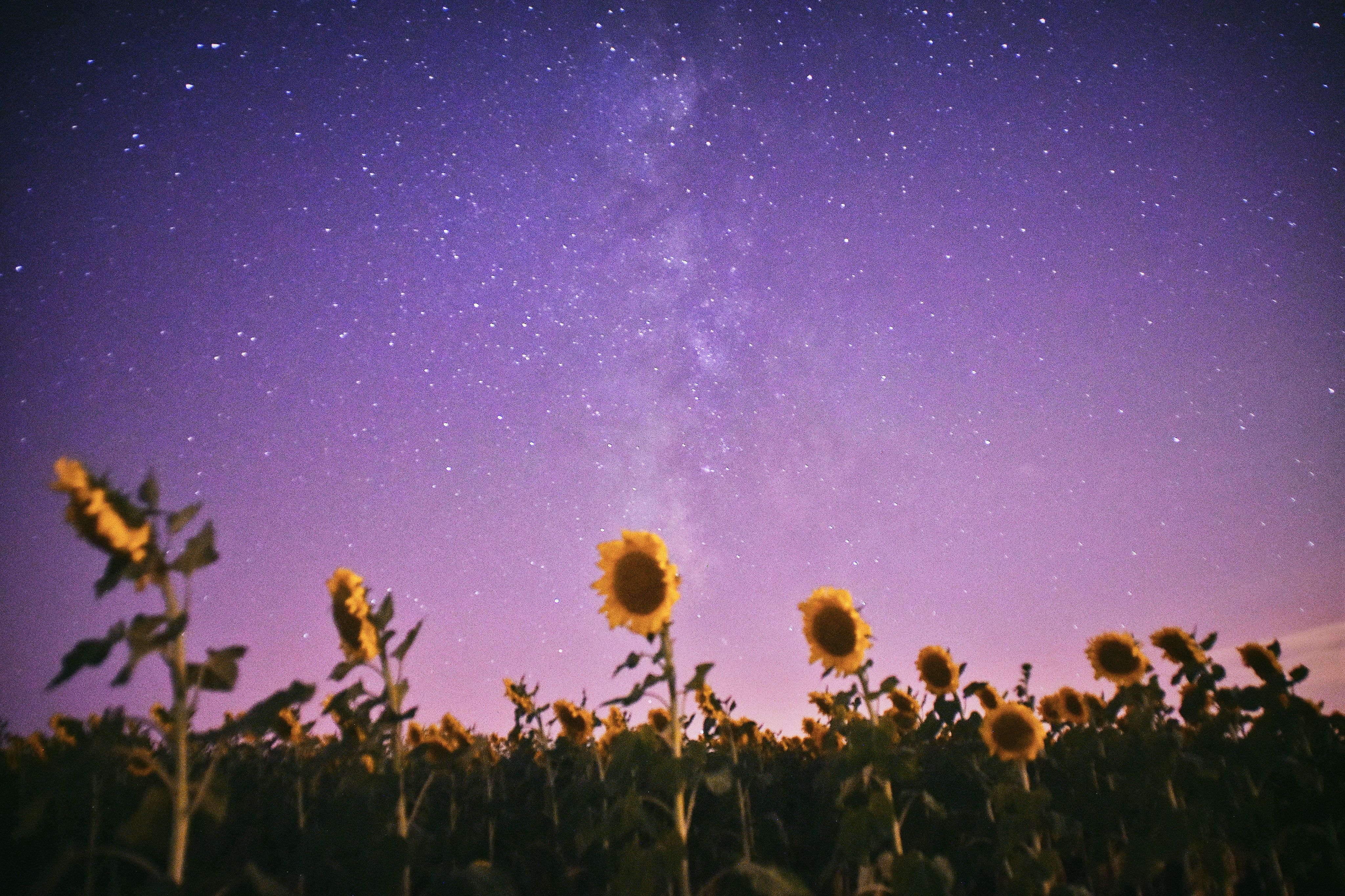 Starry Night Sky Over a Sunflower Field · Free Stock Photo