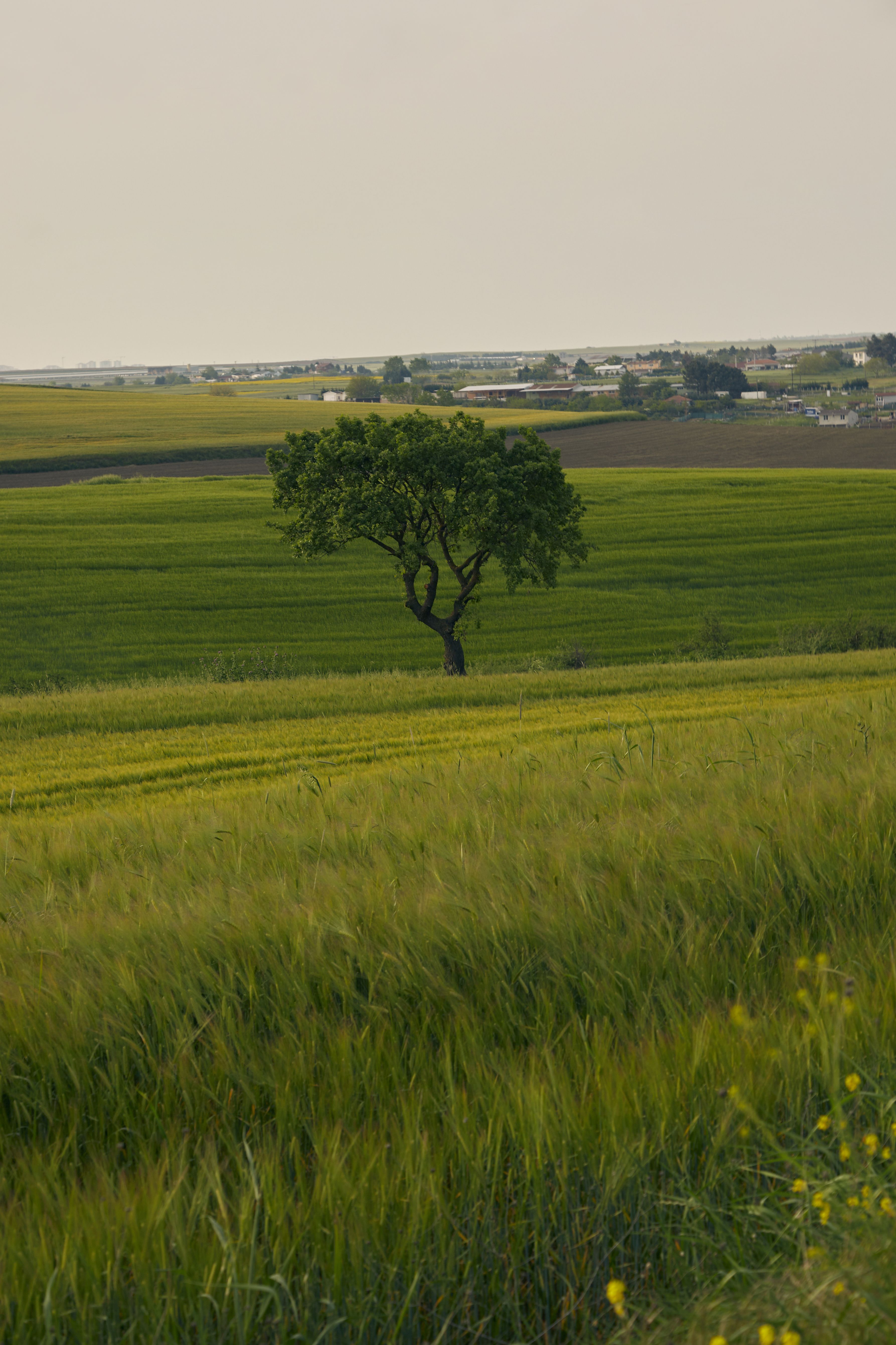 Couple in soft afternoon light