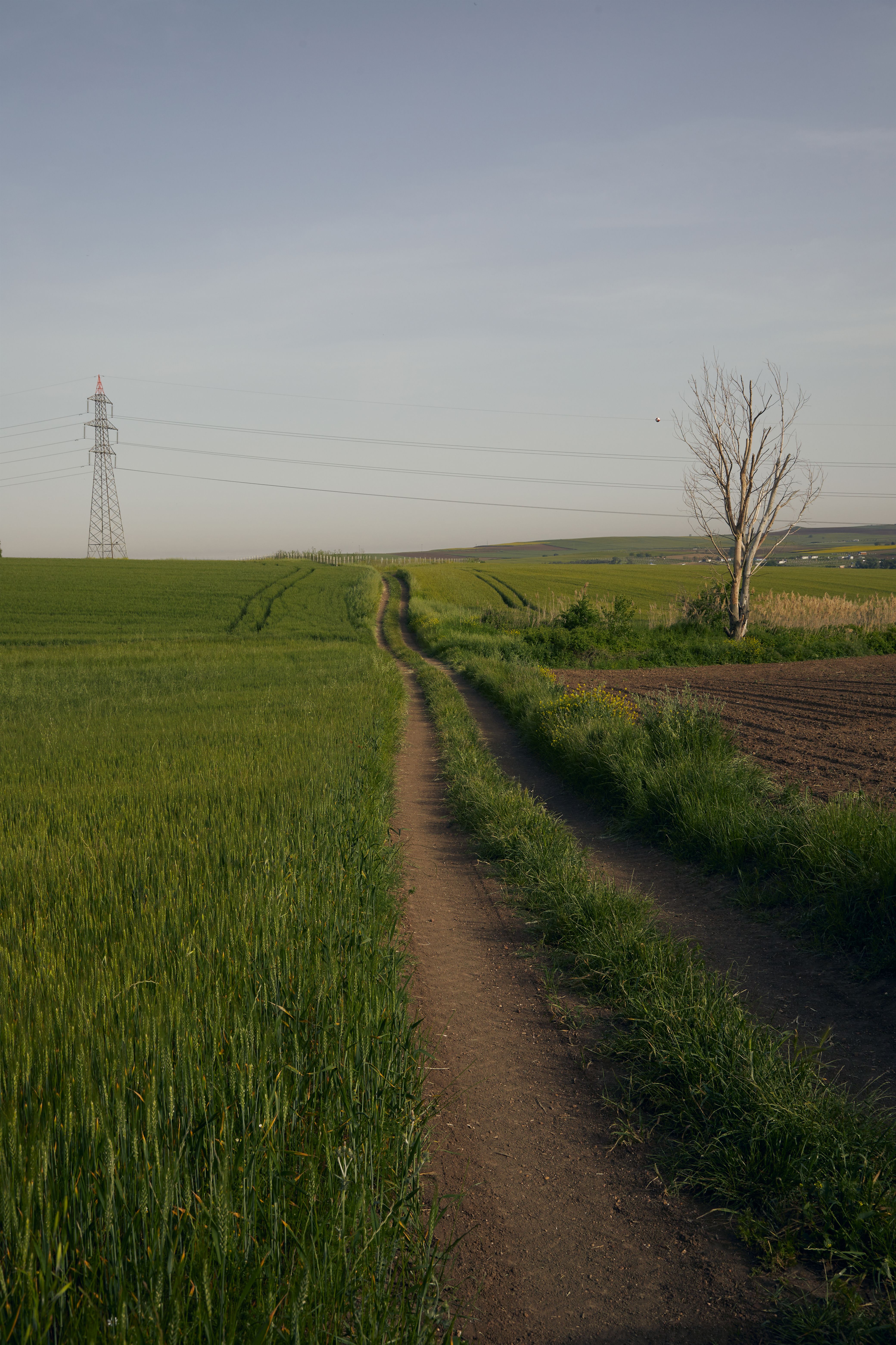 Scenic Rural Pathway Through Green Fields · Free Stock Photo