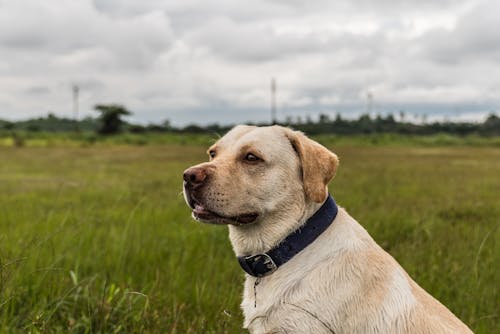 Foto Del Cane Sull'erba