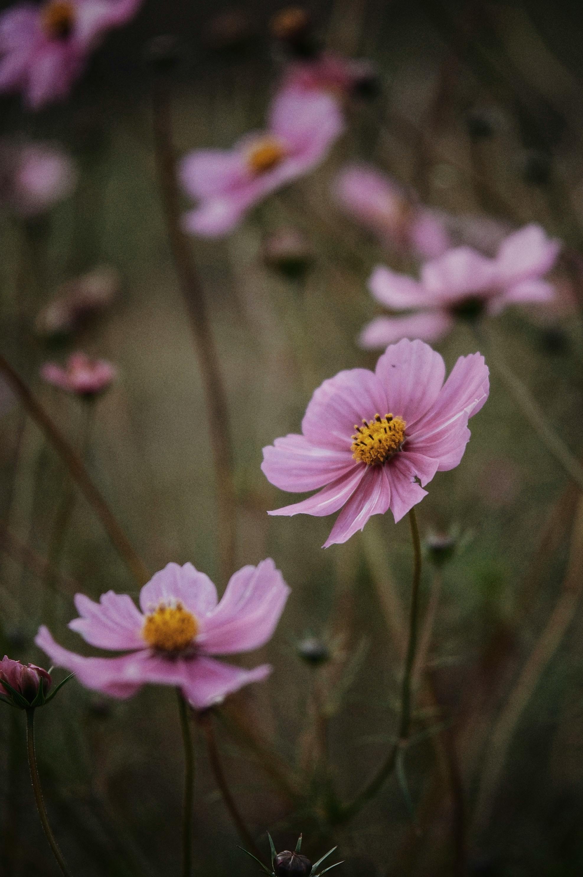 Elegant pink cosmos flowers blooming in a serene outdoor meadow, capturing a sense of tranquility.