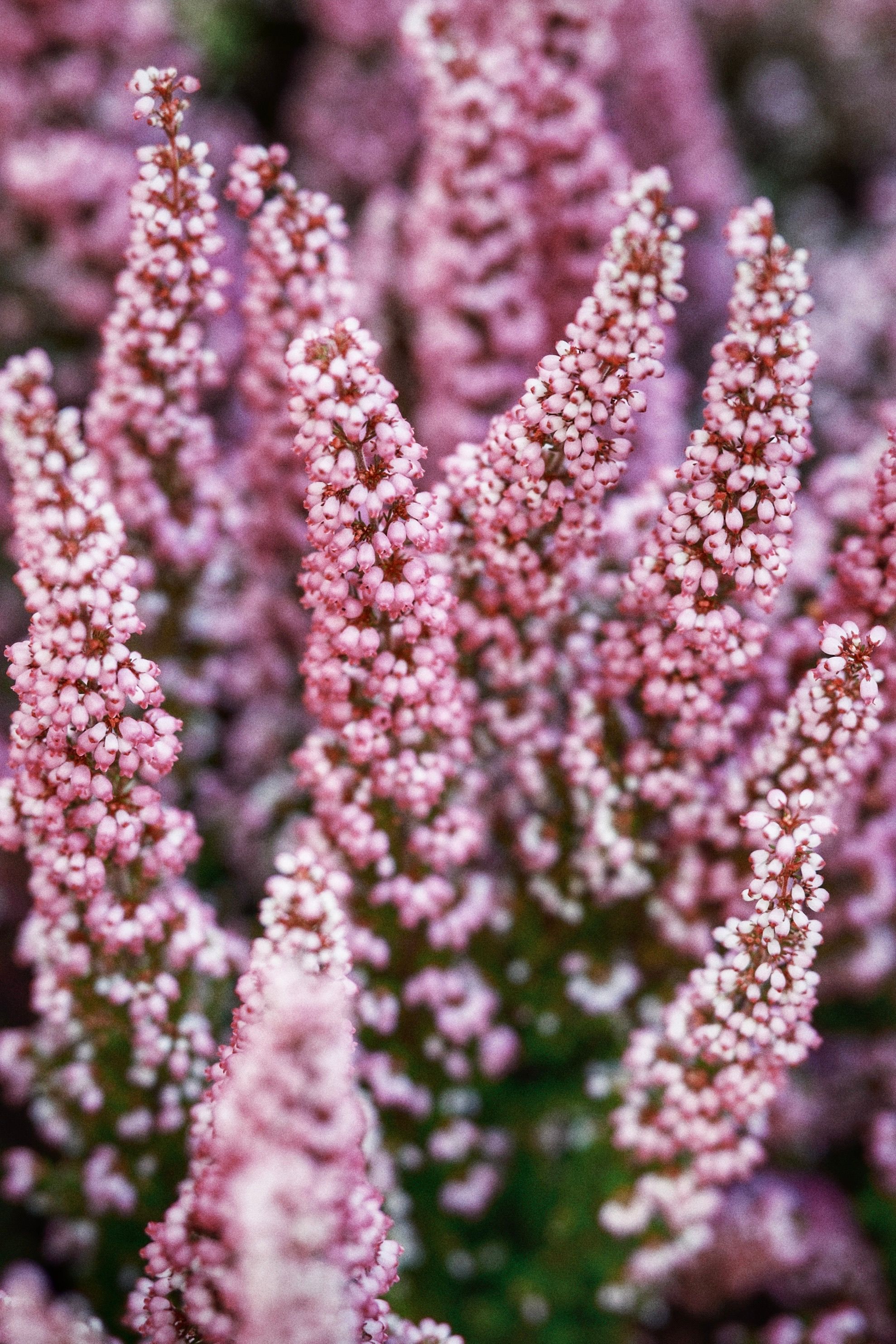 Vibrant close-up of pink heather flowers in full bloom, showcasing nature's beauty.