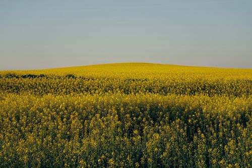 Free Expansive canola field with vibrant yellow blooms under a clear blue sky, captured in springtime. Stock Photo
