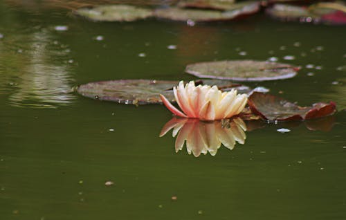 Free stock photo of green, lotus, lotus flower Stock Photo