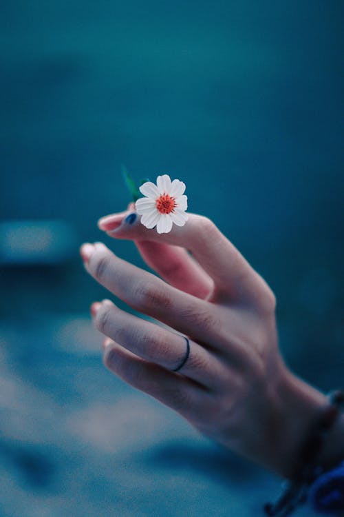 小さな花を持っている人の手の写真