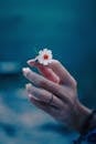 一只手的特写轻轻握住一朵白色小花，背景是柔和的蓝色，传达出宁静与美丽